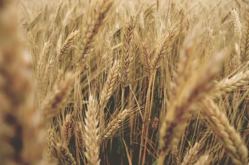 A close up of some wheat in the field